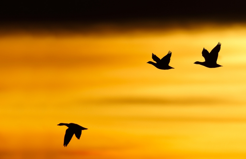 snow-geese-sunrise-silh-_09u6251-bosque-del-apache-nwr-san-antonio-nm