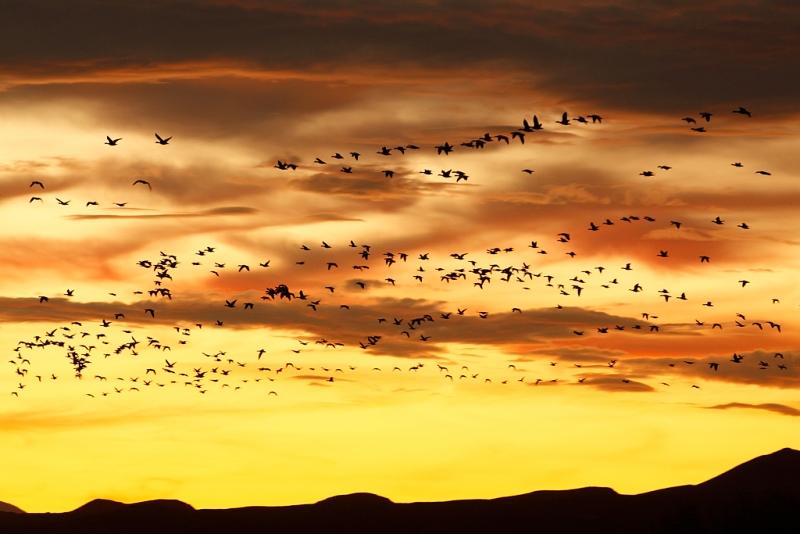 snow-geese-sunset-above-ridge-_w3c4616-bosque-del-apache-nwr-san-antonio-nm