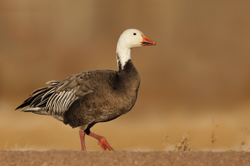 snow-goose-blue-morph-on-road-_y9c0415-bosque-del-apache-nwr-san-antonio-nm