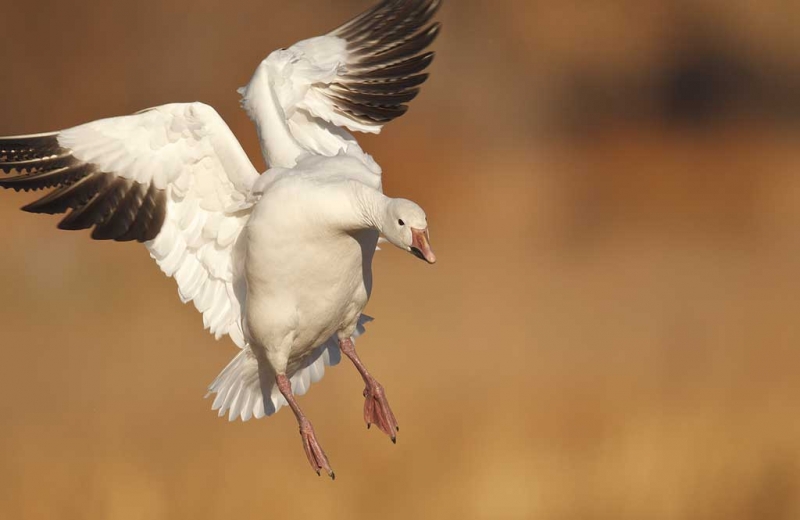 snow-goose-braking-hard-_y9c0795-bosque-del-apache-nwr-san-antonio-nm