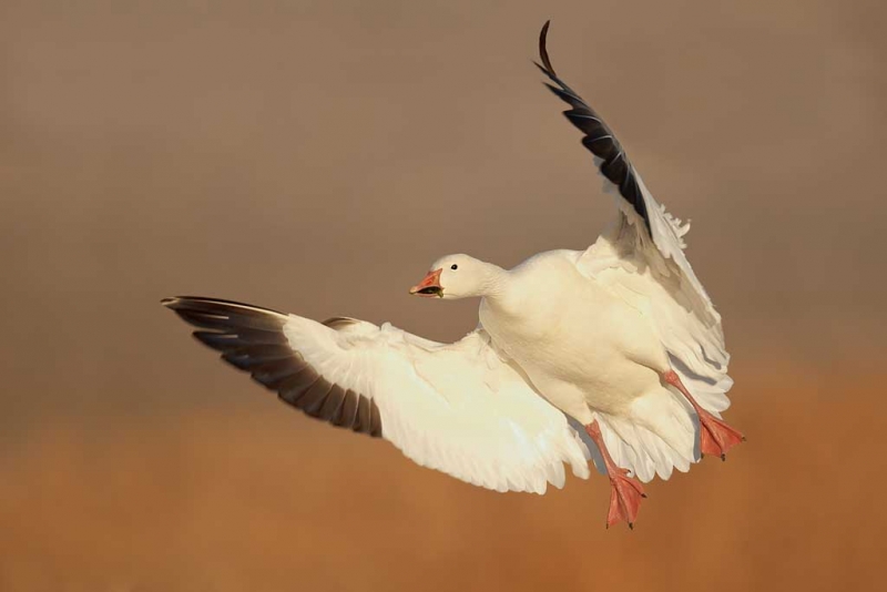 snow-goose-braking-to-land-_y9c7659-bosque-del-apache-nwr-san-antonio-nm