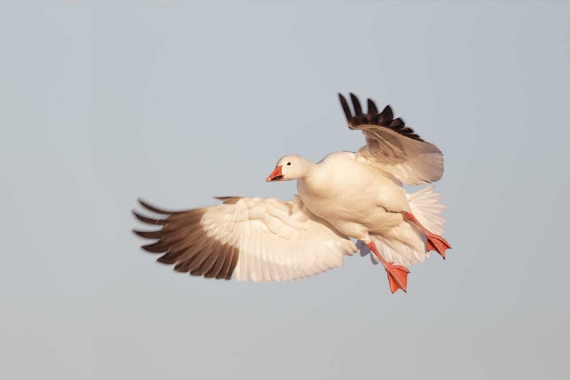 snow-goose-braking-to-land-_y9c7687-bosque-del-apache-nwr-san-antonio-nm