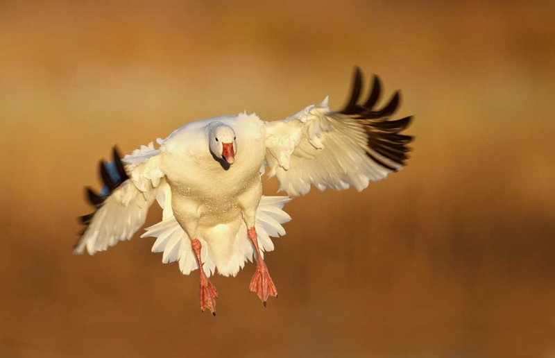 snow-goose-braking-to-land-early-morning-light-_y9c7585-bosque-del-apache-nwr-san-antonio-nm