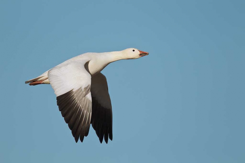 snow-goose-downstroke-flight-showing-primaries-_y9c0489-bosque-del-apache-nwr-san-antonio-nm