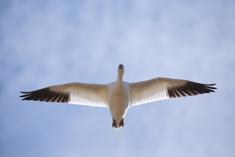 snow-goose-flight-from-below-backlit-_a1c8891-bosque-del-apache-nwr-san-antonio-nm