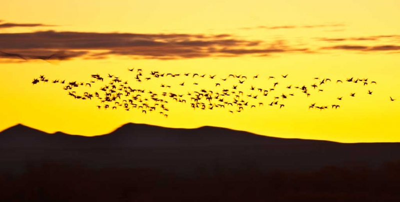 snow-goose-flock-above-ridge-at-sunrise-_w3c9801-bosque-del-apache-nwr-san-antonio-nm