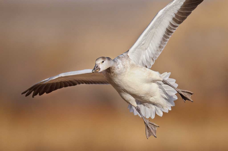 snow-goose-immature-landing-_y9c8222-bosque-del-apache-nwr-san-antonio-nm