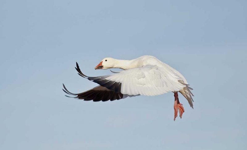 snow-goose-wings-forward-landing-flight-_w3c5127-bosque-del-apache-nwr-san-antonio-nm