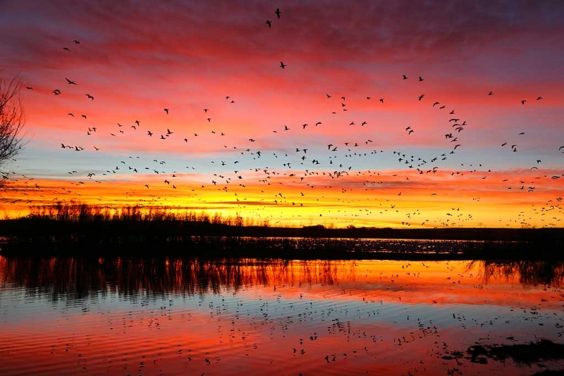 w5c0984-bosque-del-apache-nwr-san-antonio-nm