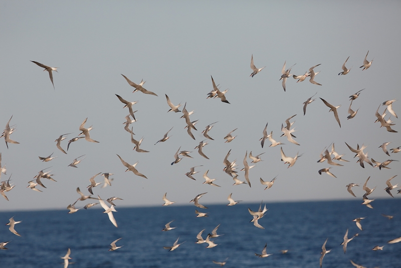 a1c7083-great-gull-island-project-new-york