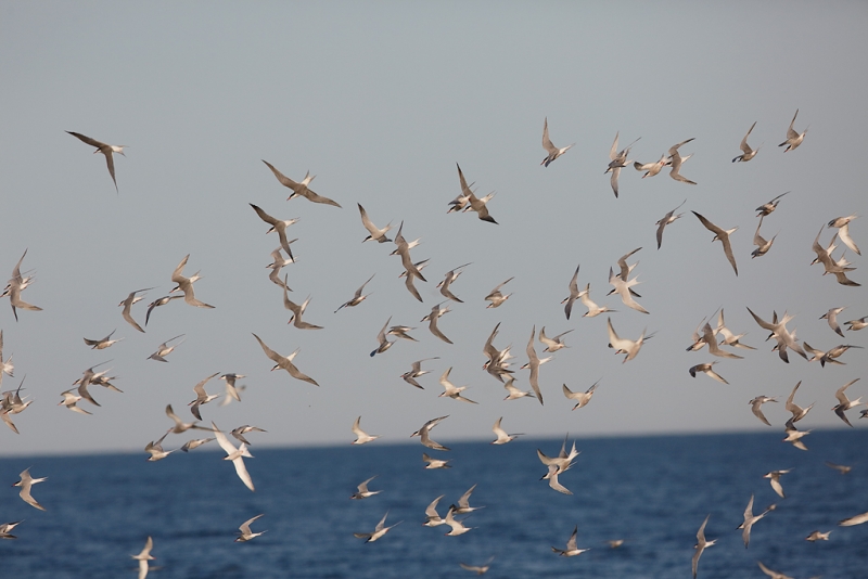 a1c7083-great-gull-island-project-new-york