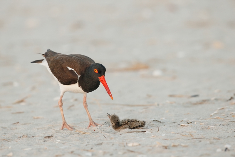 american-oystercatcher-chick-resisting-attack-_q8r7717-nickerson-beach-park-lido-beach-ny