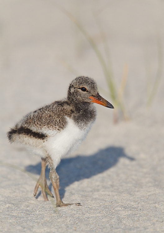 american-oystercatcher-chick-robt_w3c0554-nickerson-beach-lido-beach-li-ny