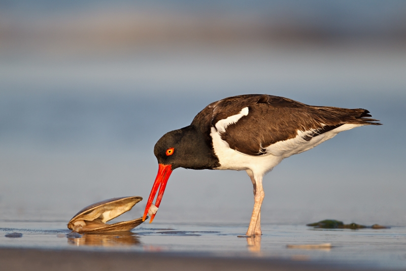 american-oystercatcher-eating-surf-clam-_y9c1140-nickerson-beach-li-ny