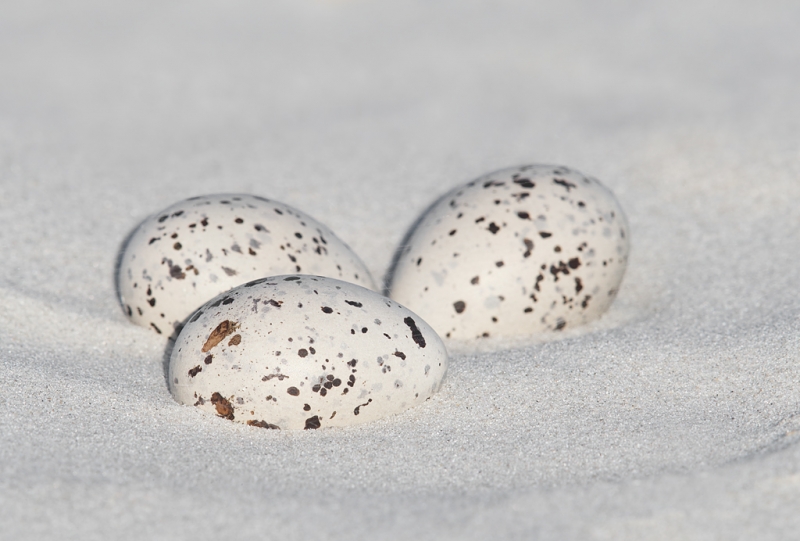 american-oystercatcher-eggs-in-scrape-_q8r6729-nickerson-beach-park-lido-beach-ny
