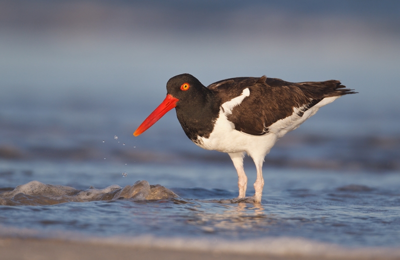 american-oystercatcher-feeding-on-surf-clam-_y9c1129-nickerson-beach-li-ny