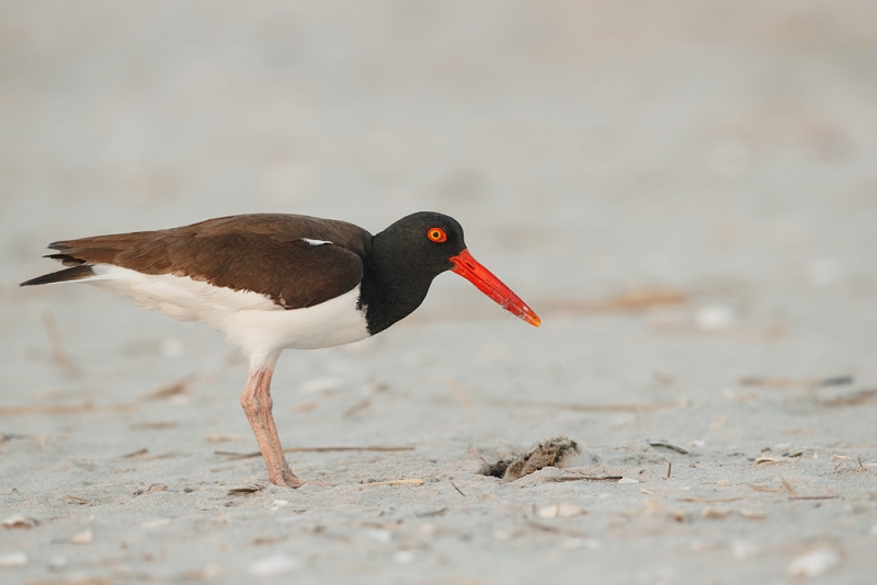 american-oystercatcher-finished-killing-chick-not-its-own-_q8r7737-nickerson-beach-park-lido-beach-ny