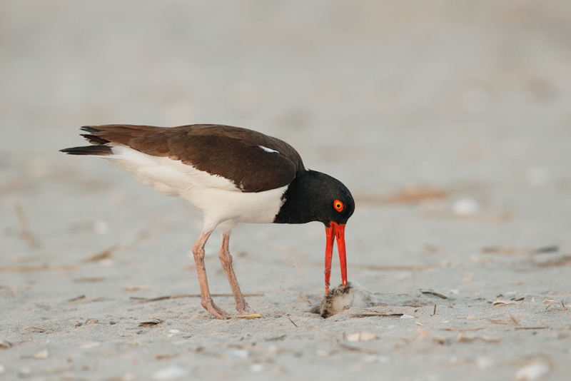 american-oystercatcher-finishing-off-chick-_q8r7736-nickerson-beach-park-lido-beach-ny