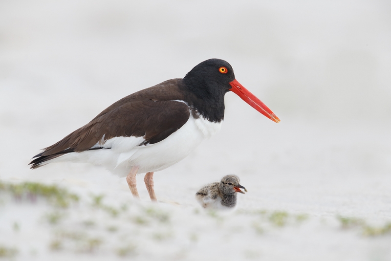 american-oystercatcher-just-fed-chick-_q8r7004-nickerson-beach-park-lido-beach-ny_0