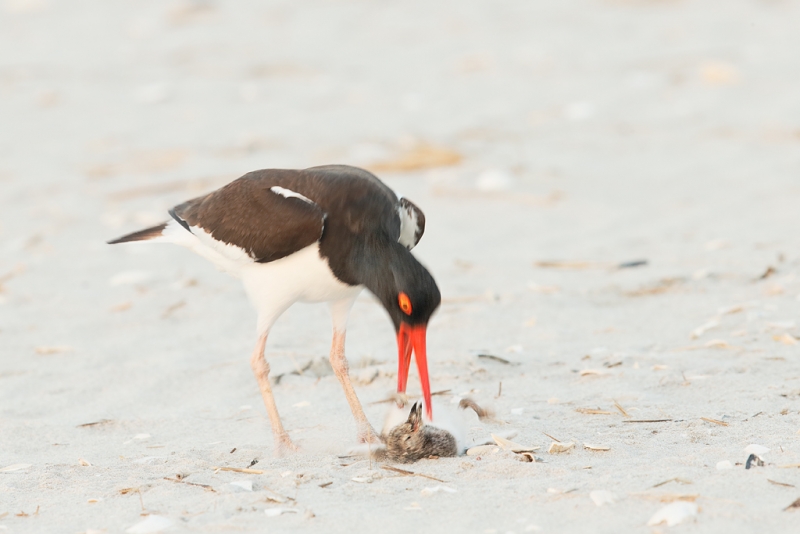 american-oystercatcher-killing-chick-not-its-own-_q8r7687-nickerson-beach-park-lido-beach-ny