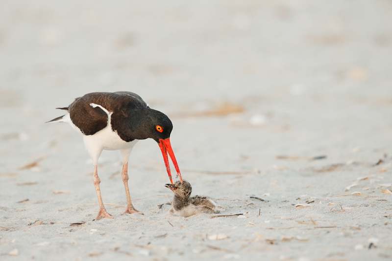 american-oystercatcher-killing-chick-not-its-own-_q8r7695-nickerson-beach-park-lido-beach-ny
