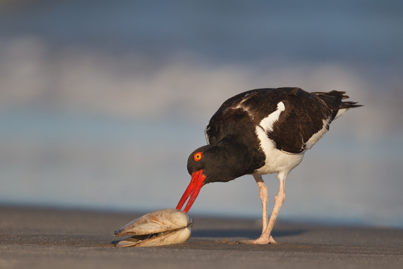 american-oystercatcher-opening-surf-clam-_y9c1124-nickerson-beach-li-ny