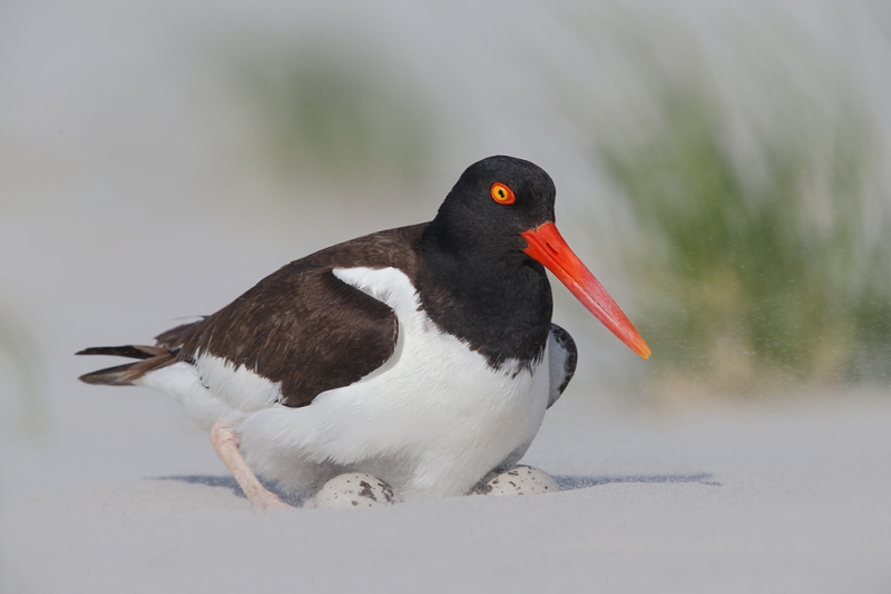 american-oystercatcher-settling-down-on-eggs-in-windstorm-_q8r6532-nickerson-beach-park-lido-beach-ny