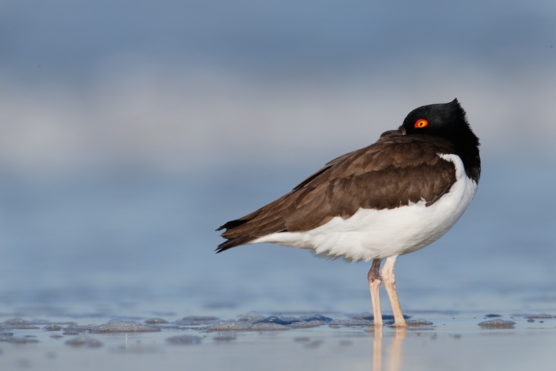 american-oystercatcher-sleeping-_q8r3138-nickerson-beach-park-lido-beach-ny