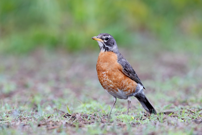 american-robin-male-_q8r7465-nickerson-beach-park-lido-beach-ny