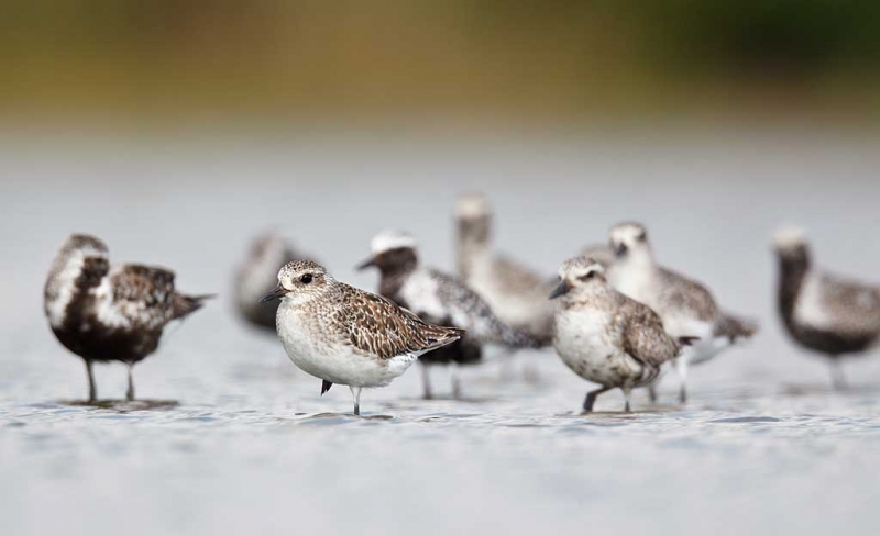 black-bellied-plovers-in-various-stages-of-molt-_w3c5334-east-pond-jamaica-bay-wildlife-refuge-queens-ny