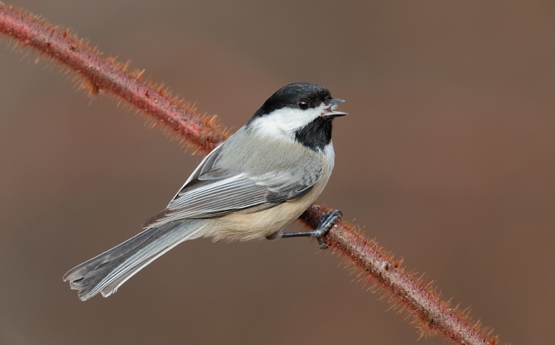 black-capped-chickadee-calling-_q8r0365-elizabeth-a