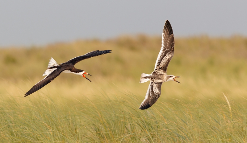 black-skimmer-adult-chasing-juvenile-less-contrast-less-red-_w3c6563-nickerson-beach-long-island-ny