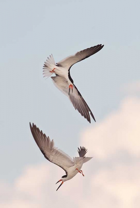 black-skimmer-aerial-battle-_a1c7440-nickerson-beach-long-island-ny