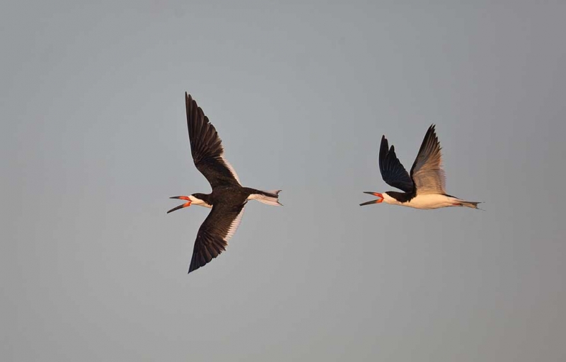 black-skimmer-aerial-chase-_a1c7673-nickerson-beach-long-island-ny