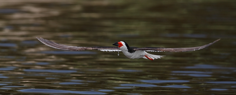 black-skimmer-after-a-drink-_q8r2901-nickerson-beach-long-island-ny