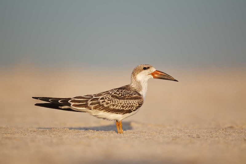 black-skimmer-fresh-juvenal-plumage-on-beach-_w3c7258-nickerson-beach-long-island-ny