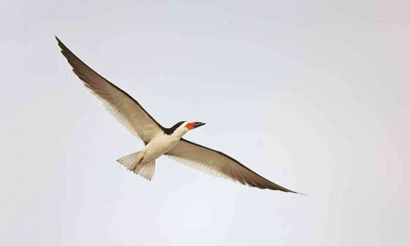 black-skimmer-in-flight-white-sky-_a1c7522-nickerson-beach-long-island-ny