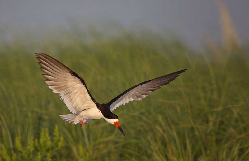 black-skimmer-landing-impr-comp-_a1c7630-nickerson-beach-long-island-ny