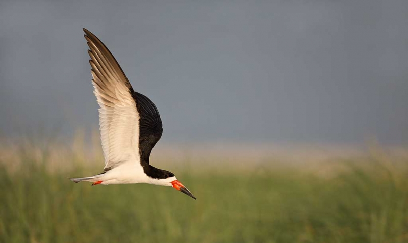 black-skimmer-over-beach-grasses-_a1c7605-nickerson-beach-long-island-ny_0