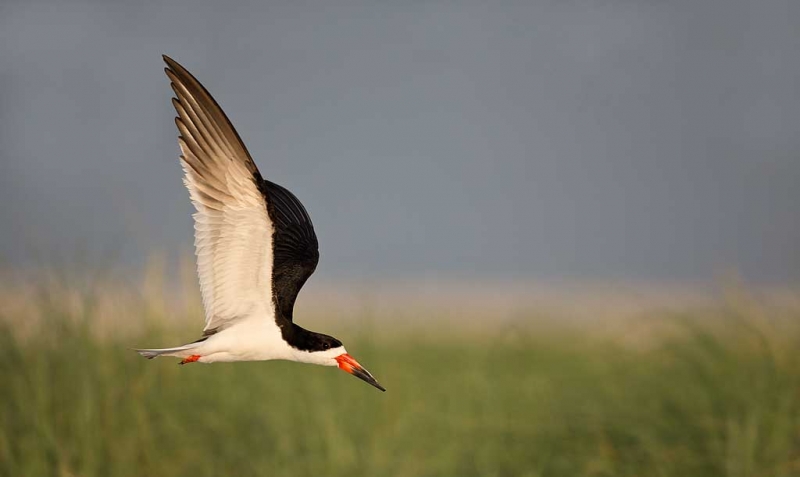 black-skimmer-over-beach-grasses-_a1c7605-nickerson-beach-long-island-ny_1