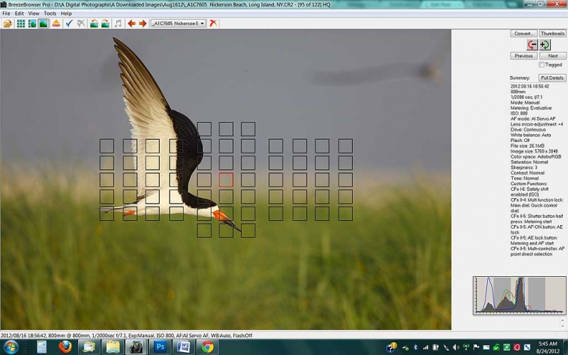 black-skimmer-screen-cap-a