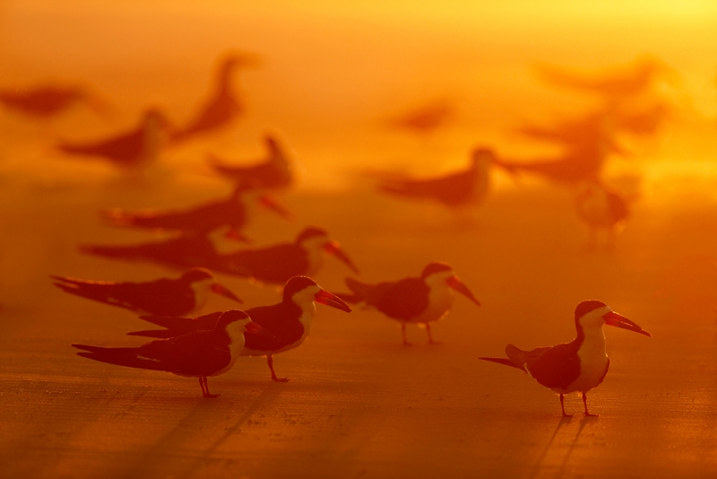 black-skimmers-at-sunrise-_q8r7321-nickerson-beach-park-lido-beach-ny