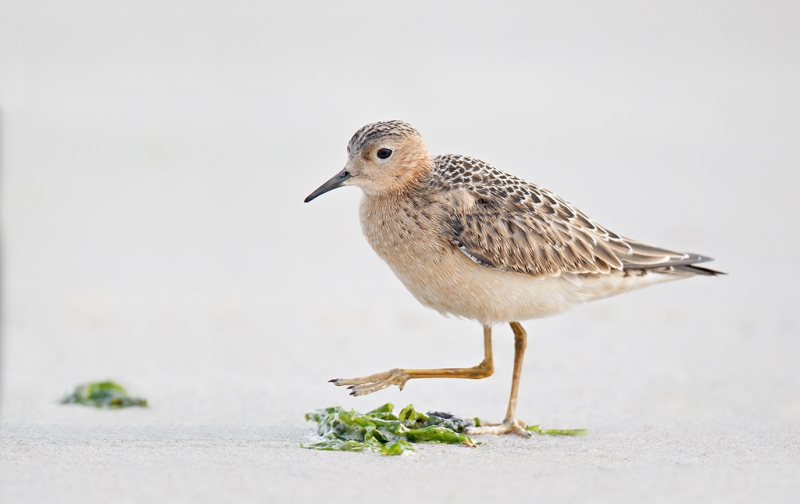 buff-breasted-sandpiper-striding-bpn-beach-cleaned-up-_y9c2860-nickerson-beach-long-island-ny-copy