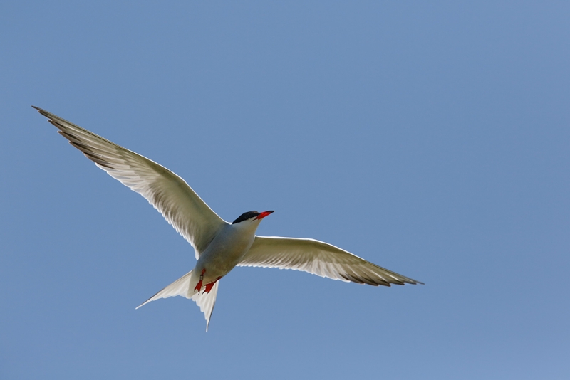 common-tern-banded-in-flight-_a1c5559-great-gull-island-project-new-york