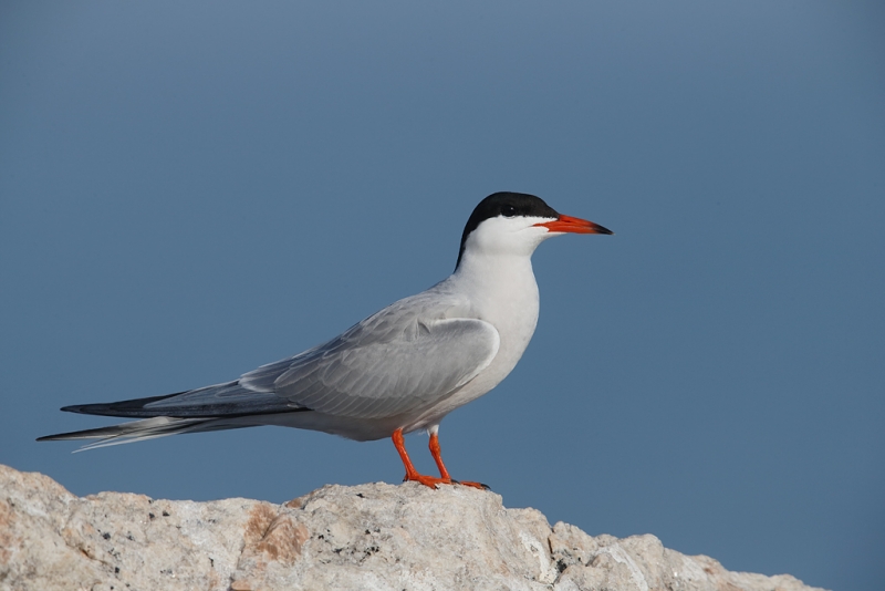 common-tern-breeding-plumage-_q8r9367-great-gull-island-project-new-york