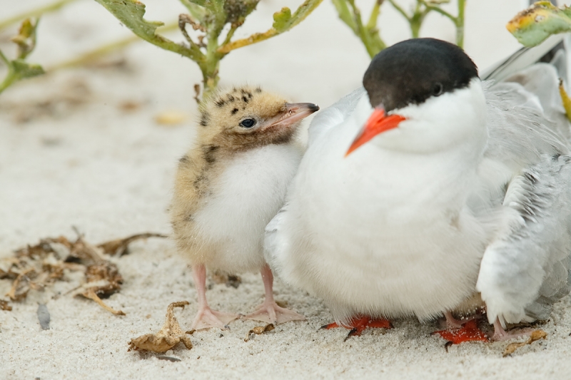 common-tern-chick-looking-at-adult-_q8r3866-nickerson-beach-long-island-ny