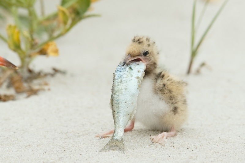 common-tern-chick-swallowing-baby-bluefish-_q8r3824-nickerson-beach-long-island-ny