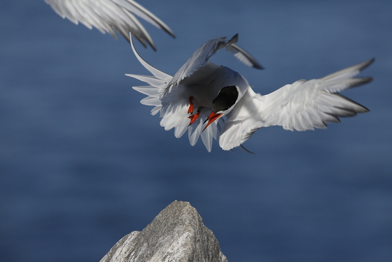 common-tern-orig-_a1c6878-great-gull-island-project-new-york