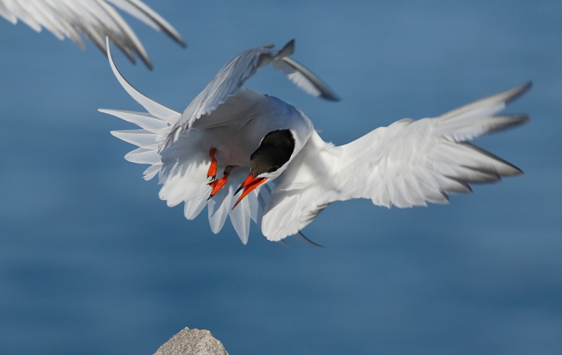 common-tern-pissed-off-_a1c6878-great-gull-island-project-new-york