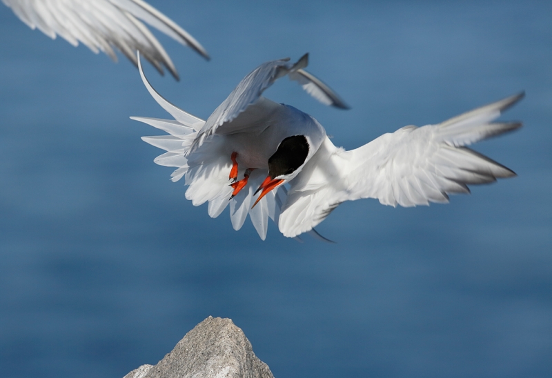 common-tern-pissed-off-jumping-off-rock-version-iii-_a1c6878-great-gull-island-project-new-york